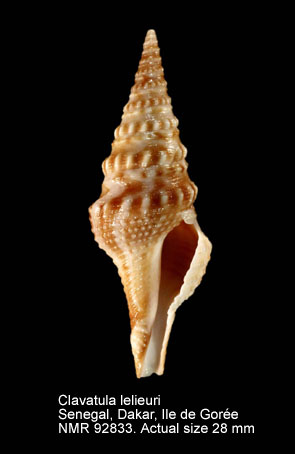 Clavatula lelieuri.jpg - Clavatula lelieuri (Récluz,1851)